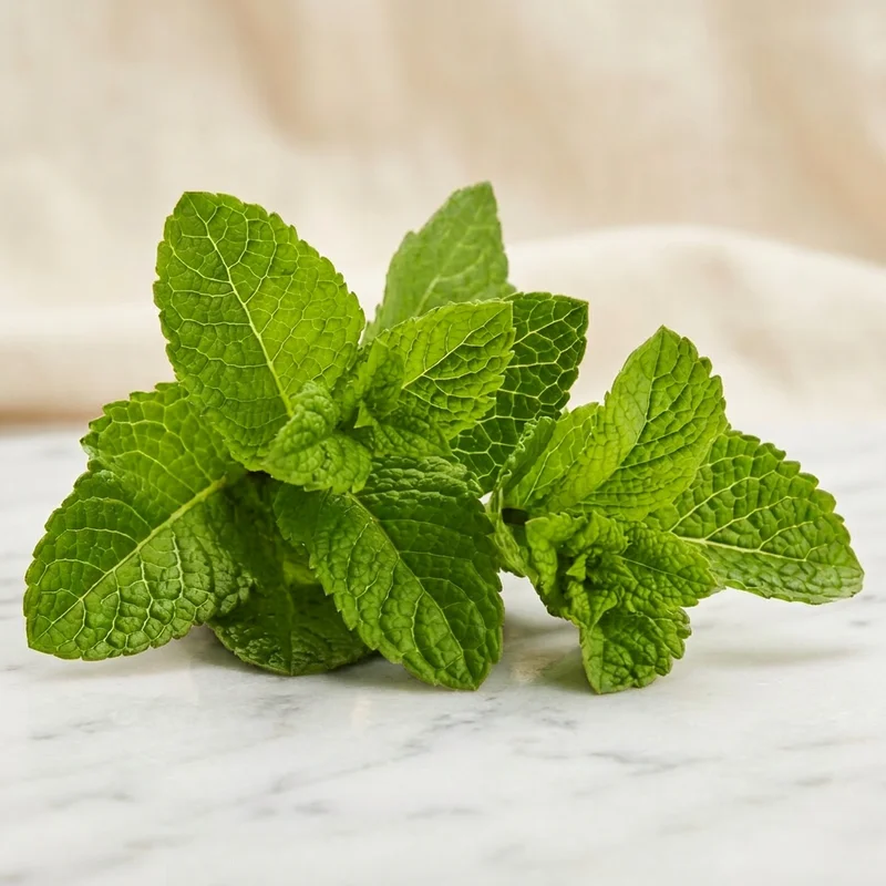 MENTA FRESCA SPAGNA